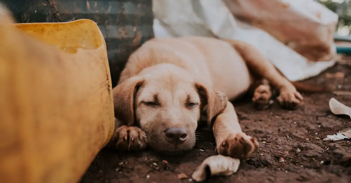 Puppy houding bij wielrennen: tips en advies