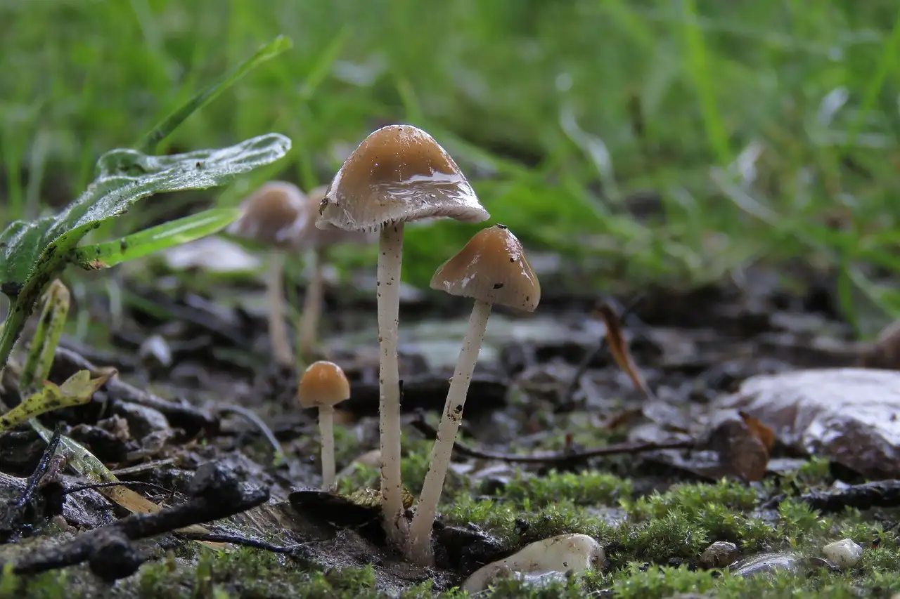 Wielren regenjack kopen? Lichtgewicht en ademend model